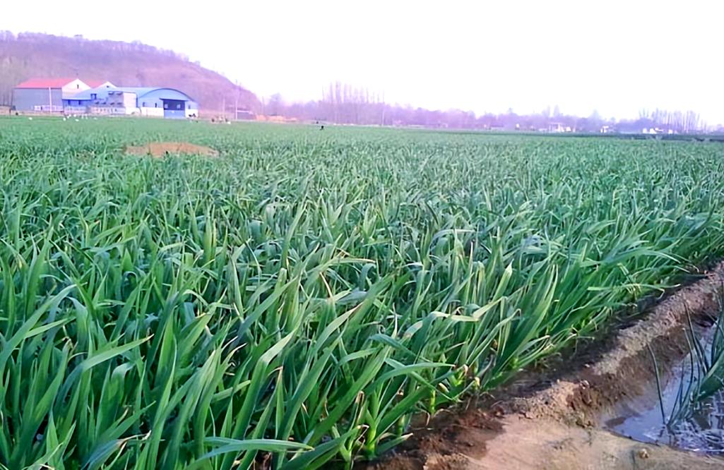 大蒜长什么样子