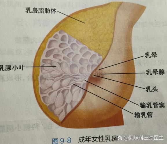 正常乳头什么样