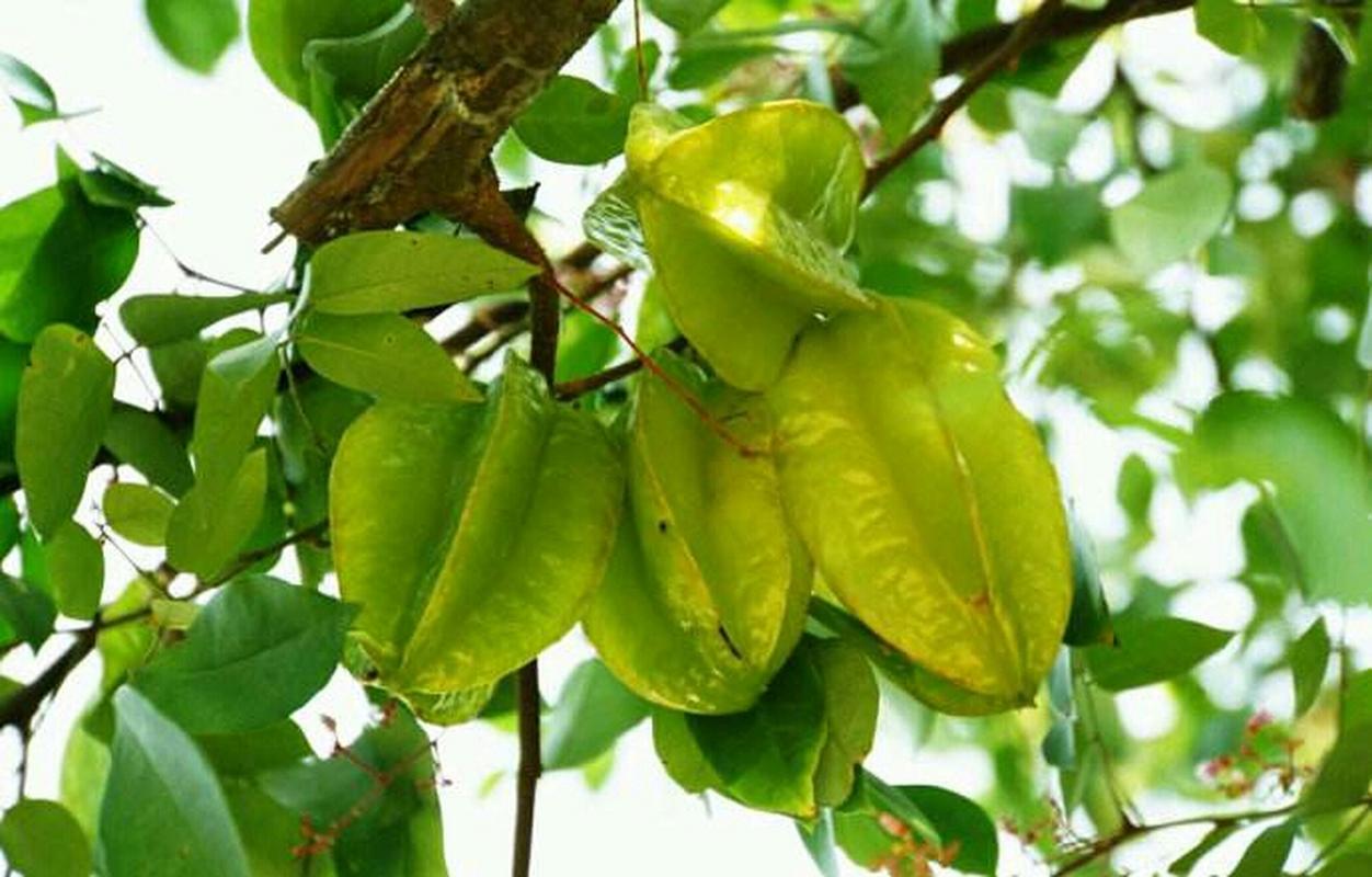 流鼻血吃什么水果