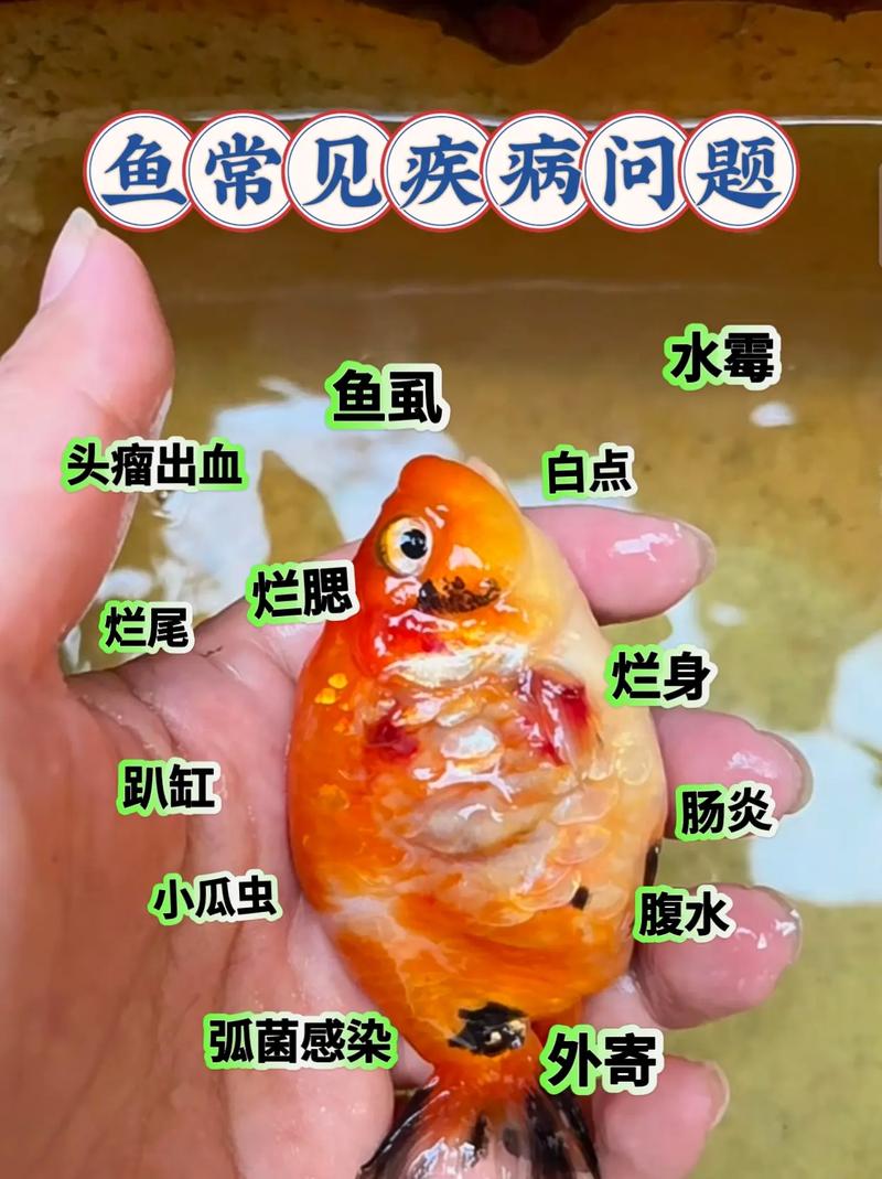 鱼容易得什么病