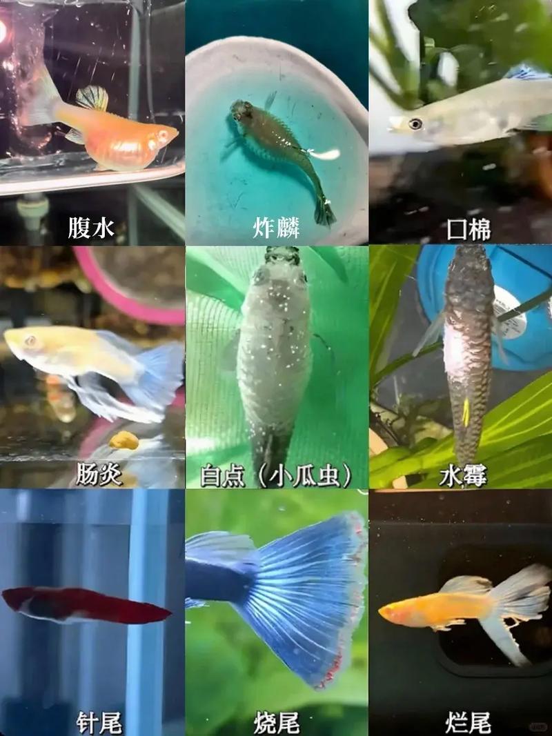 鱼容易得什么病