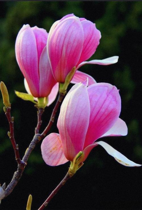 孕妇适合什么花