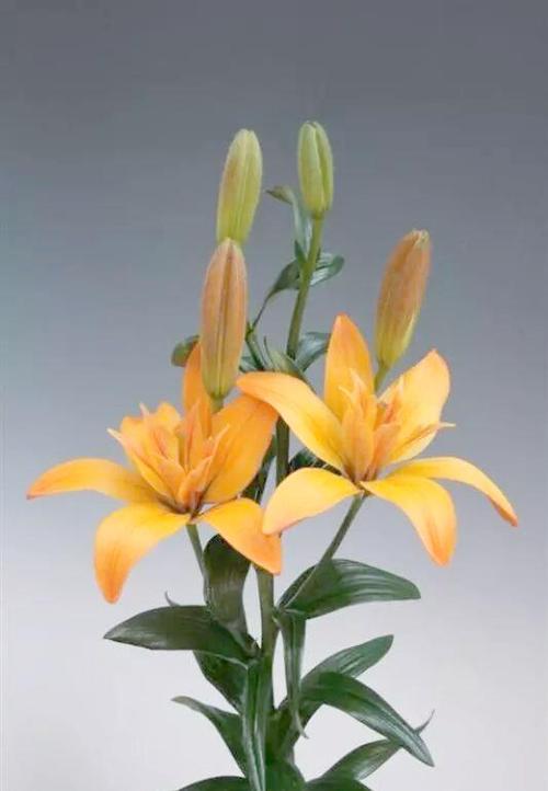 孕妇适合什么花