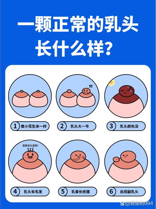 乳头是什么样子的
