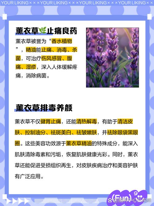 薰衣草什么味道