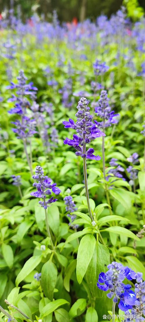 薰衣草什么味道