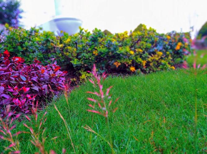 什么颜色的小草