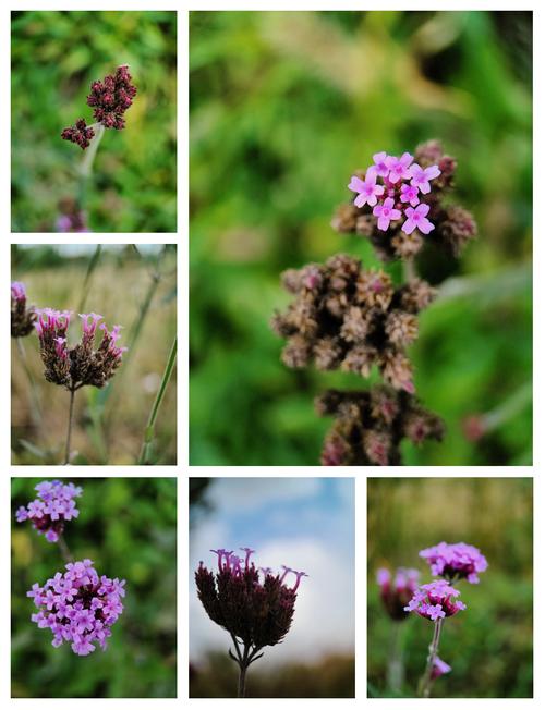 什么颜色的小草
