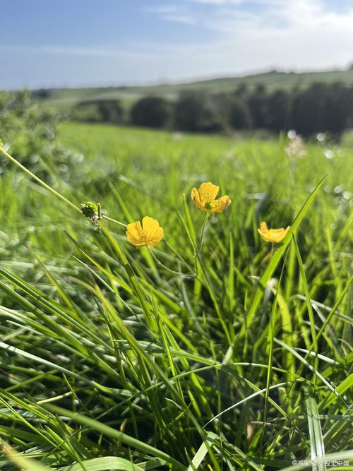 什么颜色的小草